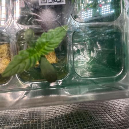 fastbuds guava RF3