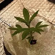 purple lemonade fast flowering