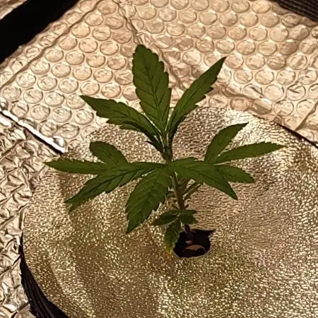gelato auto dwc