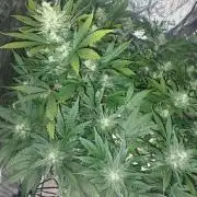 fastbuds hydroponic dwc