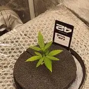 Guava RF3