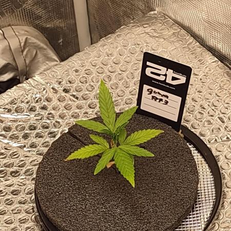 Guava RF3