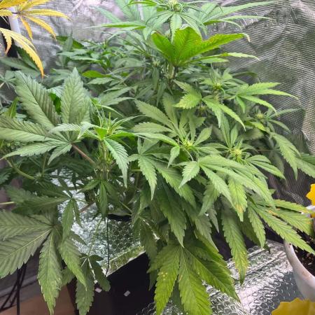 fastbuds hydroponic dwc