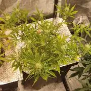 gelato auto dwc
