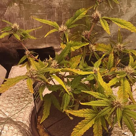 Guava RF3