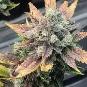 fastbuds hydroponic dwc