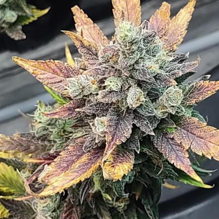 fastbuds hydroponic dwc