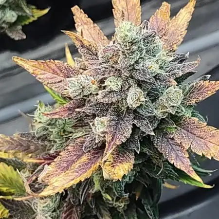 fastbuds hydroponic dwc