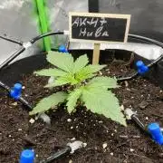 HubaSeedBank