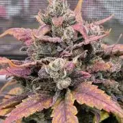 MANGO FROST AUTO by Atomik Systems