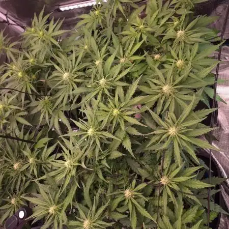 MANGO FROST AUTO by Atomik Systems