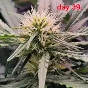 MANGO FROST AUTO by Atomik Systems
