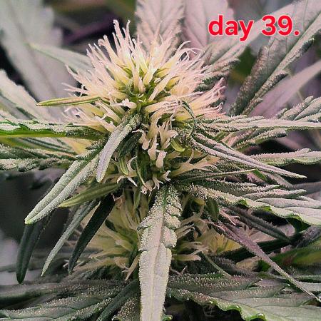 MANGO FROST AUTO by Atomik Systems