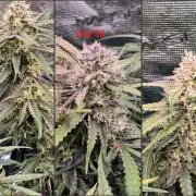 MANGO FROST AUTO by Atomik Systems
