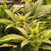 MANGO FROST AUTO by Atomik Systems
