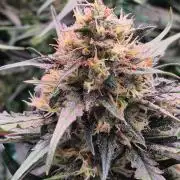 MANGO FROST AUTO by Atomik Systems