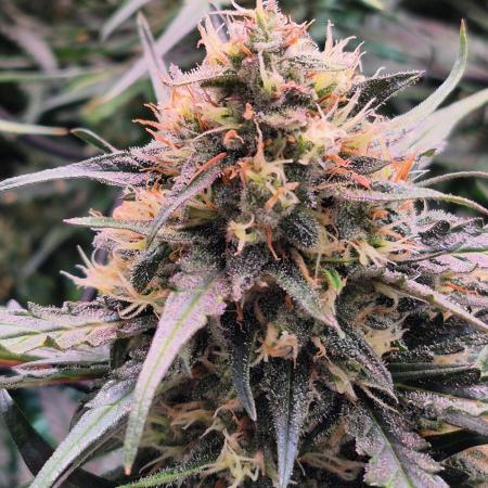MANGO FROST AUTO by Atomik Systems