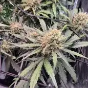MANGO FROST AUTO by Atomik Systems