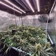 MANGO FROST AUTO by Atomik Systems