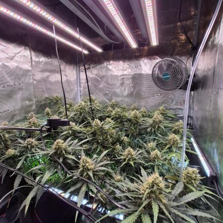 MANGO FROST AUTO by Atomik Systems