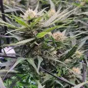 MANGO FROST AUTO by Atomik Systems
