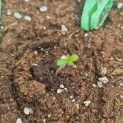 Lemon cherry galato zamnesia