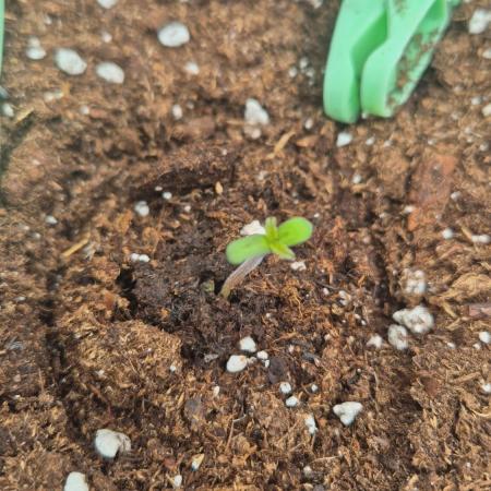 Lemon cherry galato zamnesia