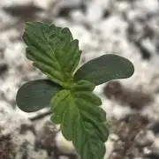 First Time Growing