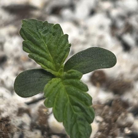 First Time Growing