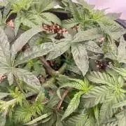Barneys ice cream cake, critical kush