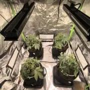 First GrowDiarie But not the First Grow