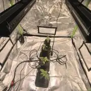 First GrowDiarie But not the First Grow