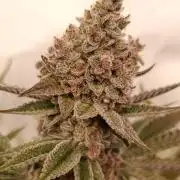 Juicy Flavours Grow #001
