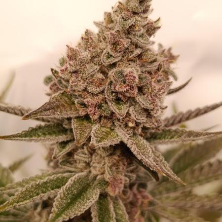 Juicy Flavours Grow #001