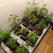 Juicy Flavours Grow #003