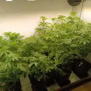 Juicy Flavours Grow #002