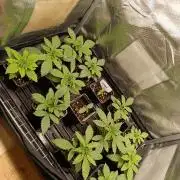 Juicy Flavours Grow #002