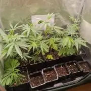 Juicy Flavours Grow #003