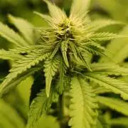 Juicy Flavours Grow #003