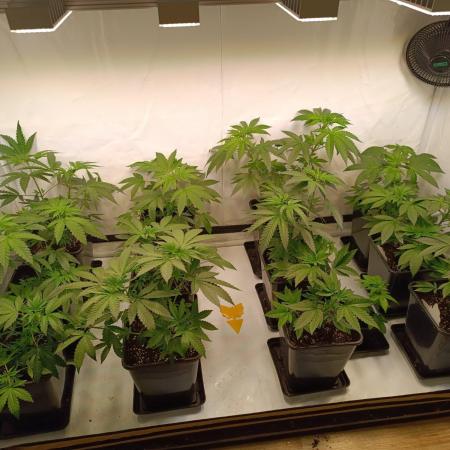 Juicy Flavours Grow #002