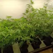 Juicy Flavours Grow #003