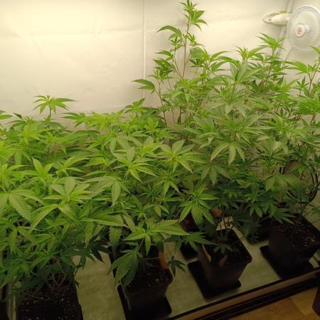 Juicy Flavours Grow #003