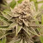 Juicy Flavours Grow #001