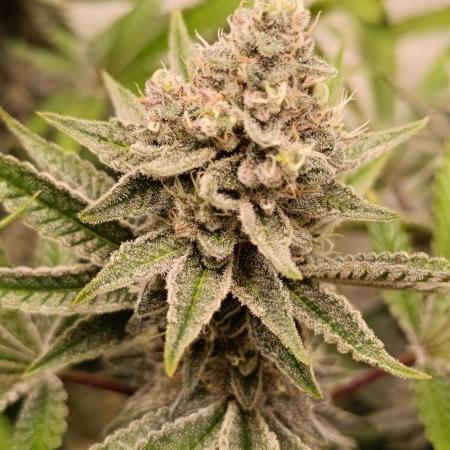 Juicy Flavours Grow #001
