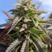 Outdoor Grow for WPFF 2026