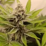 Juicy Flavours Grow #001