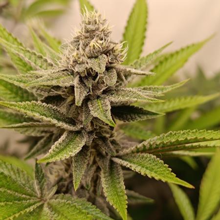 Juicy Flavours Grow #001