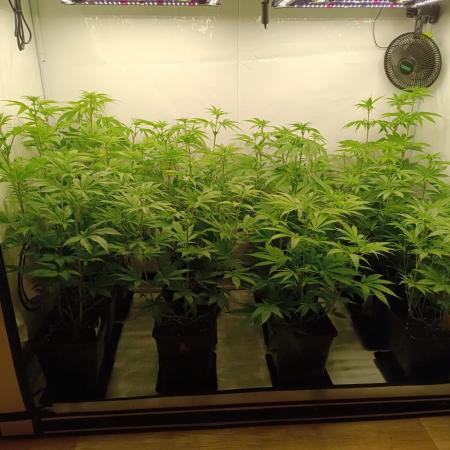 Juicy Flavours Grow #001