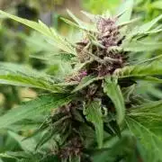 Outdoor Grow for WPFF 2026