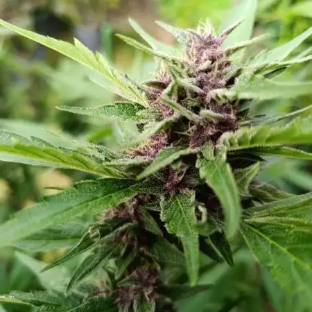 Outdoor Grow for WPFF 2026